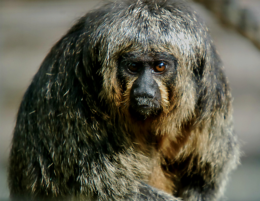 WHITE FACE SAKI FEMALE