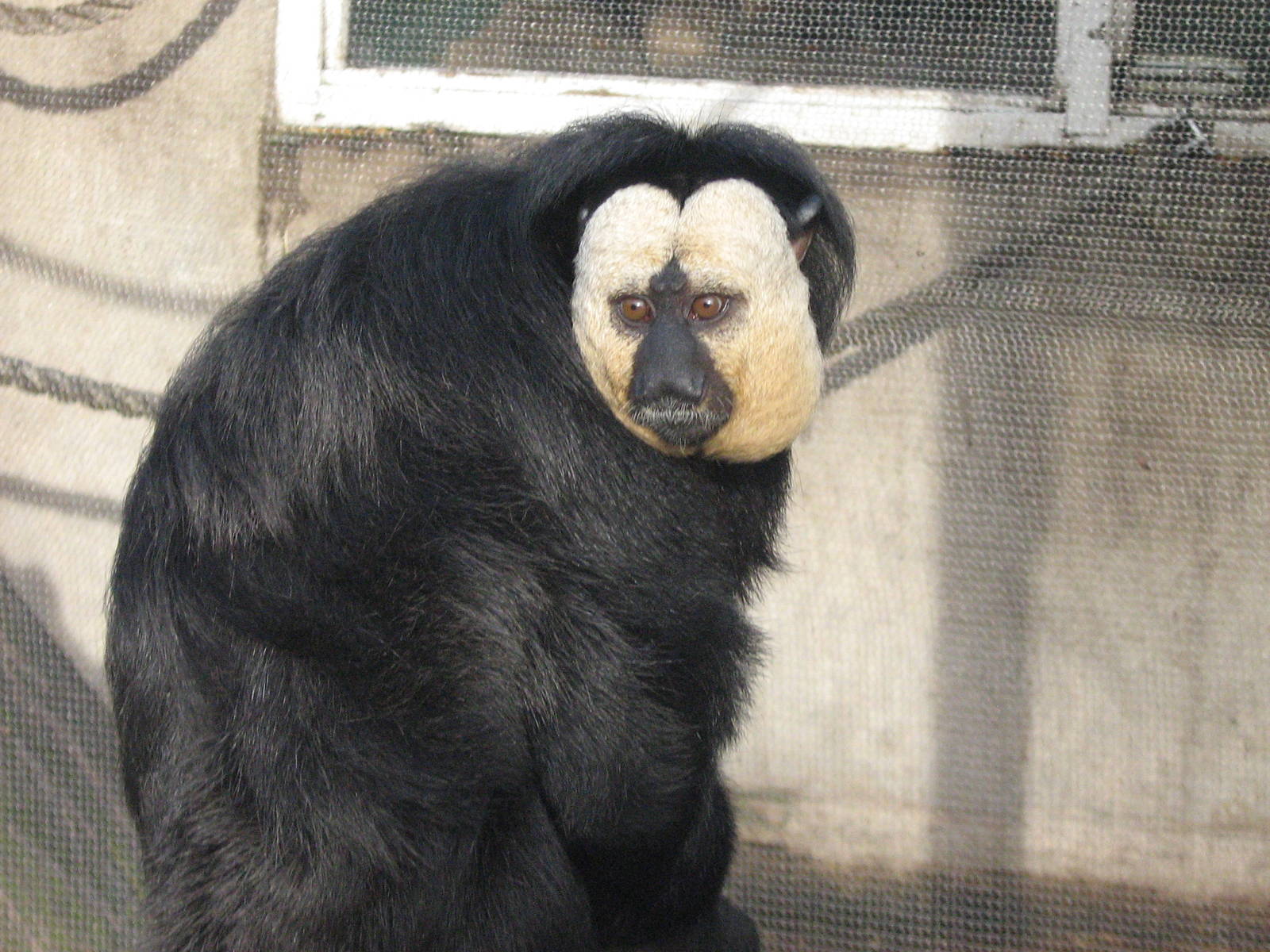 White Face Saki Monkey In Amazonia