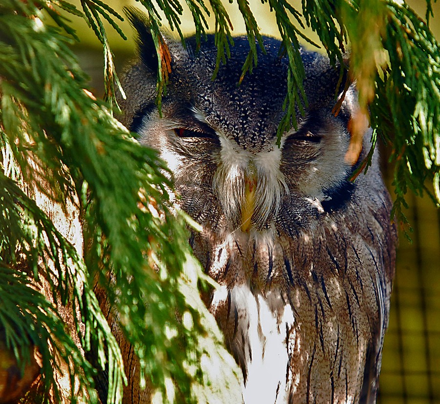 white face scops owl
