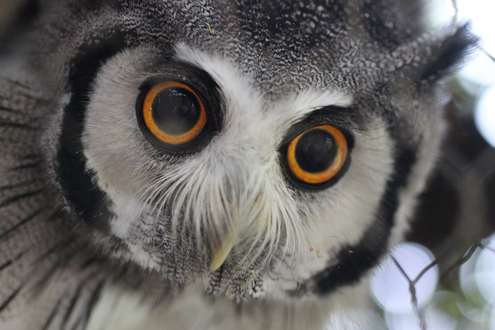 White Face Scops Owl