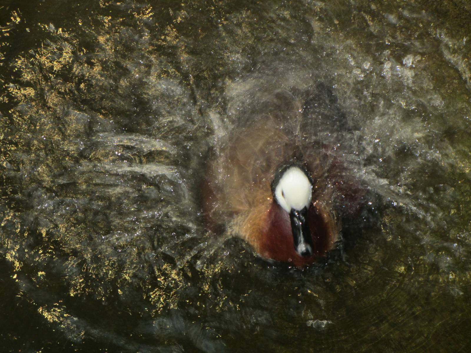White Face Whistling Duck