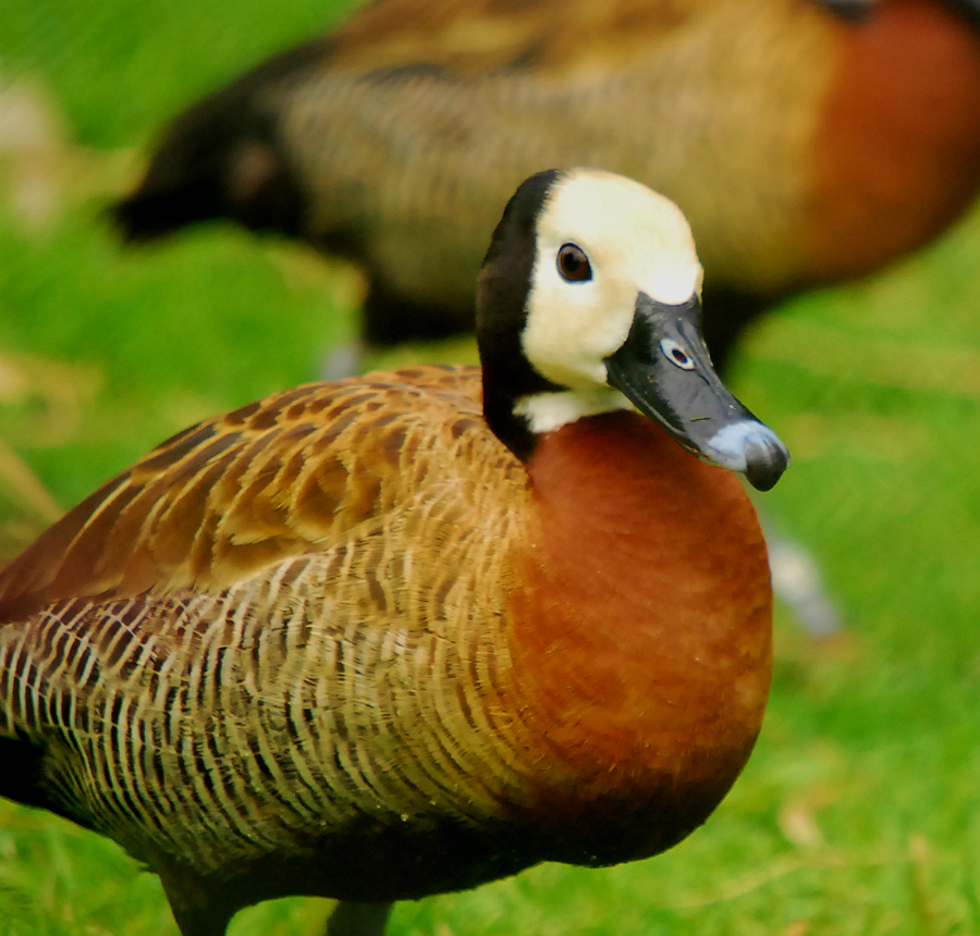 WHITE FACE WHISTLING DUCK