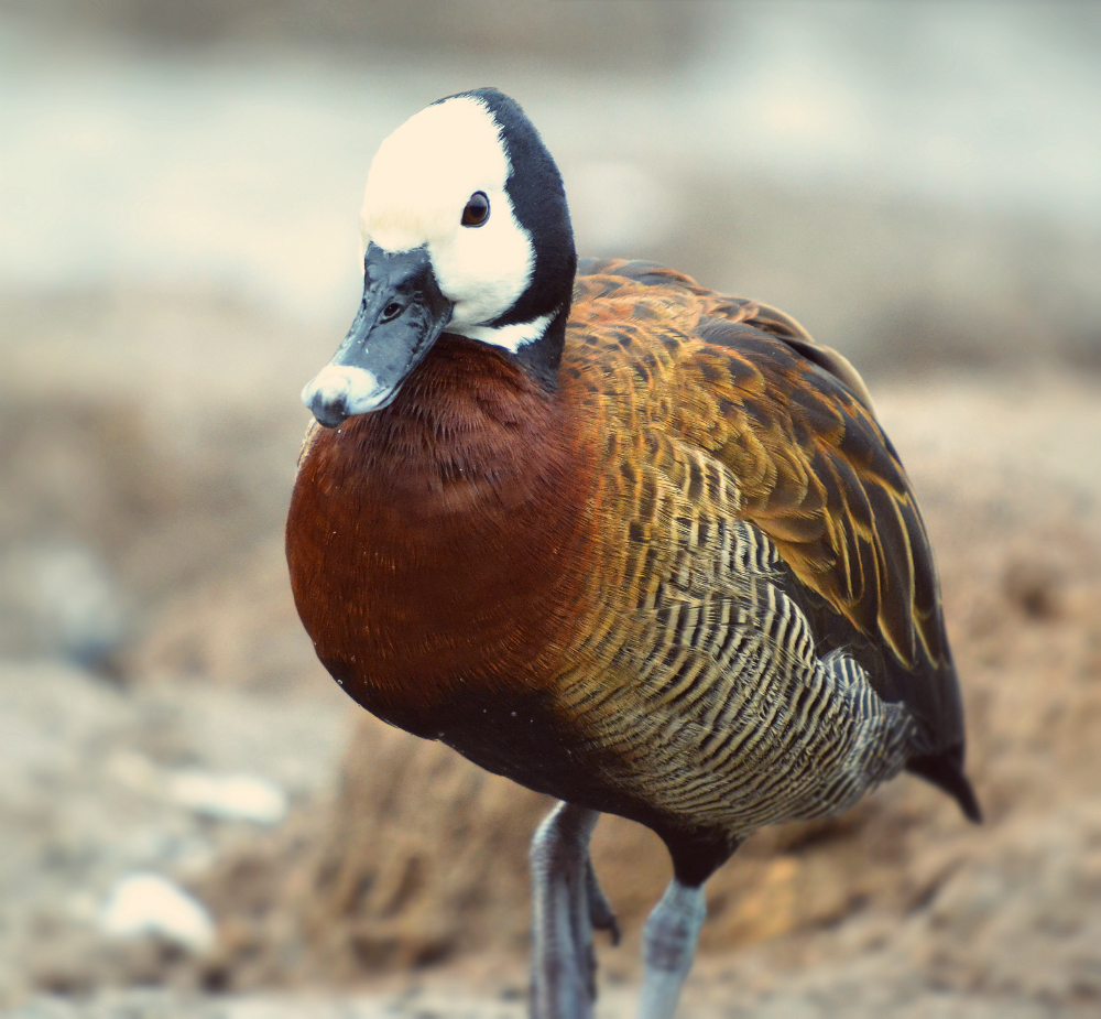white face whistling duck
