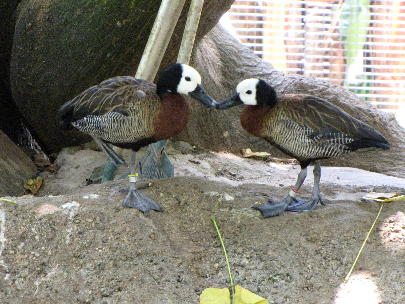 White-face Whistling Ducks
