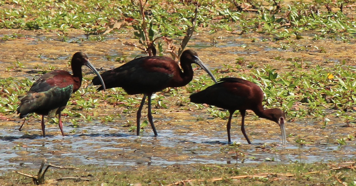 White-Faced and Glossy Ibis