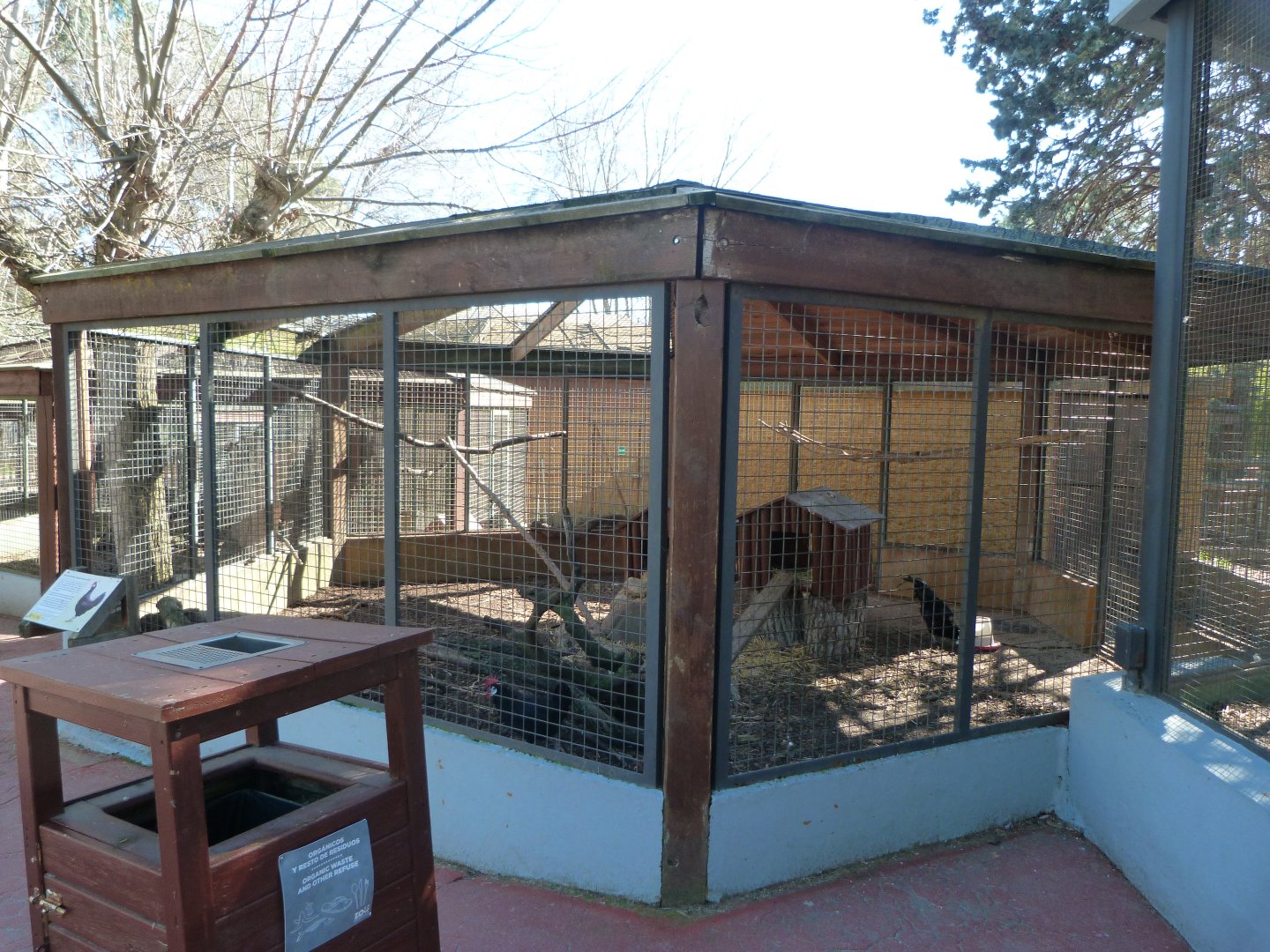 White-faced black Spanish chicken exhibit -Zoo Aquarium de Madrid (2025)