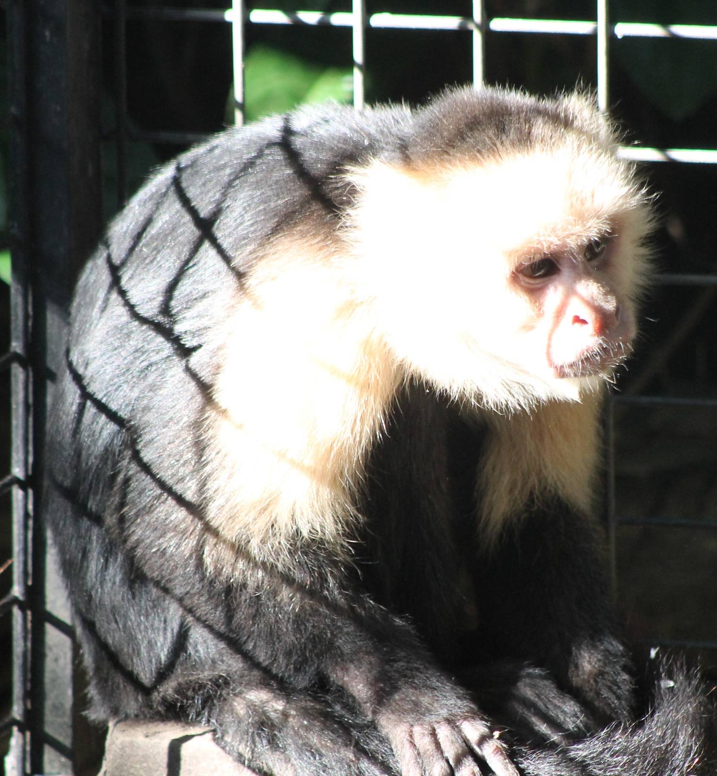 White-faced capuchin adult