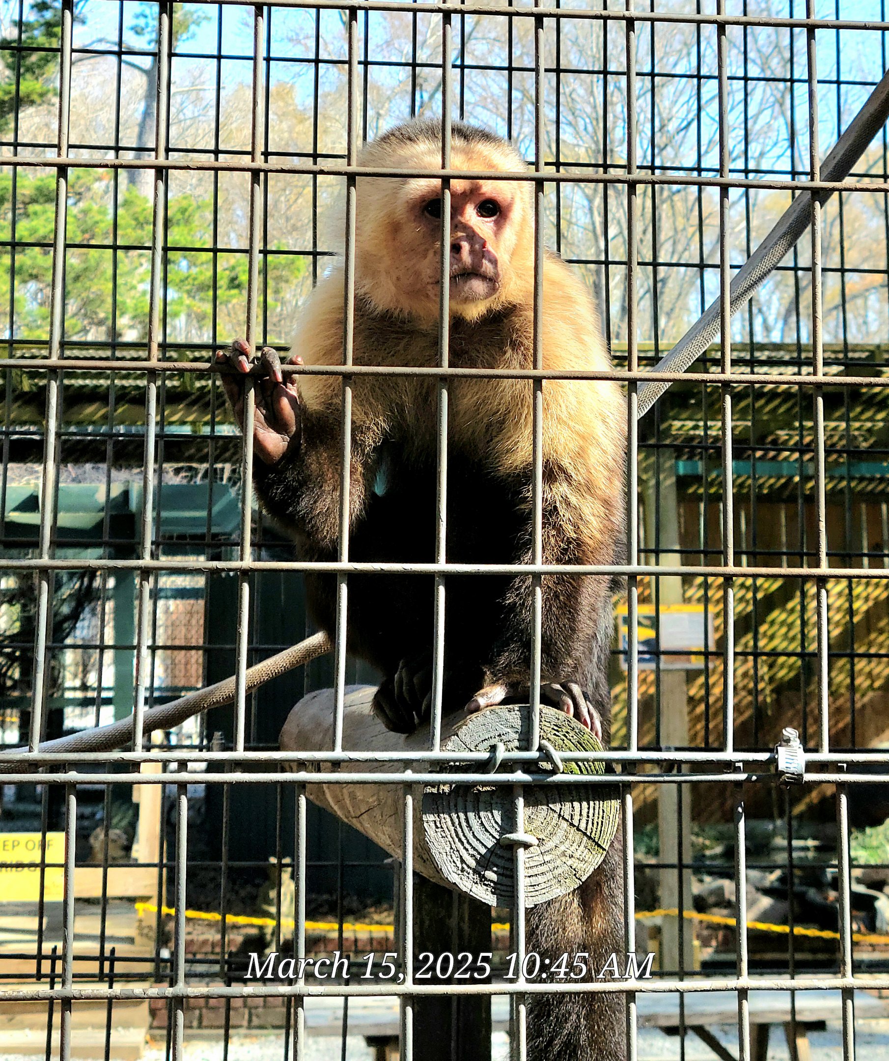 White-Faced Capuchin - Bee City Zoo - March 2025