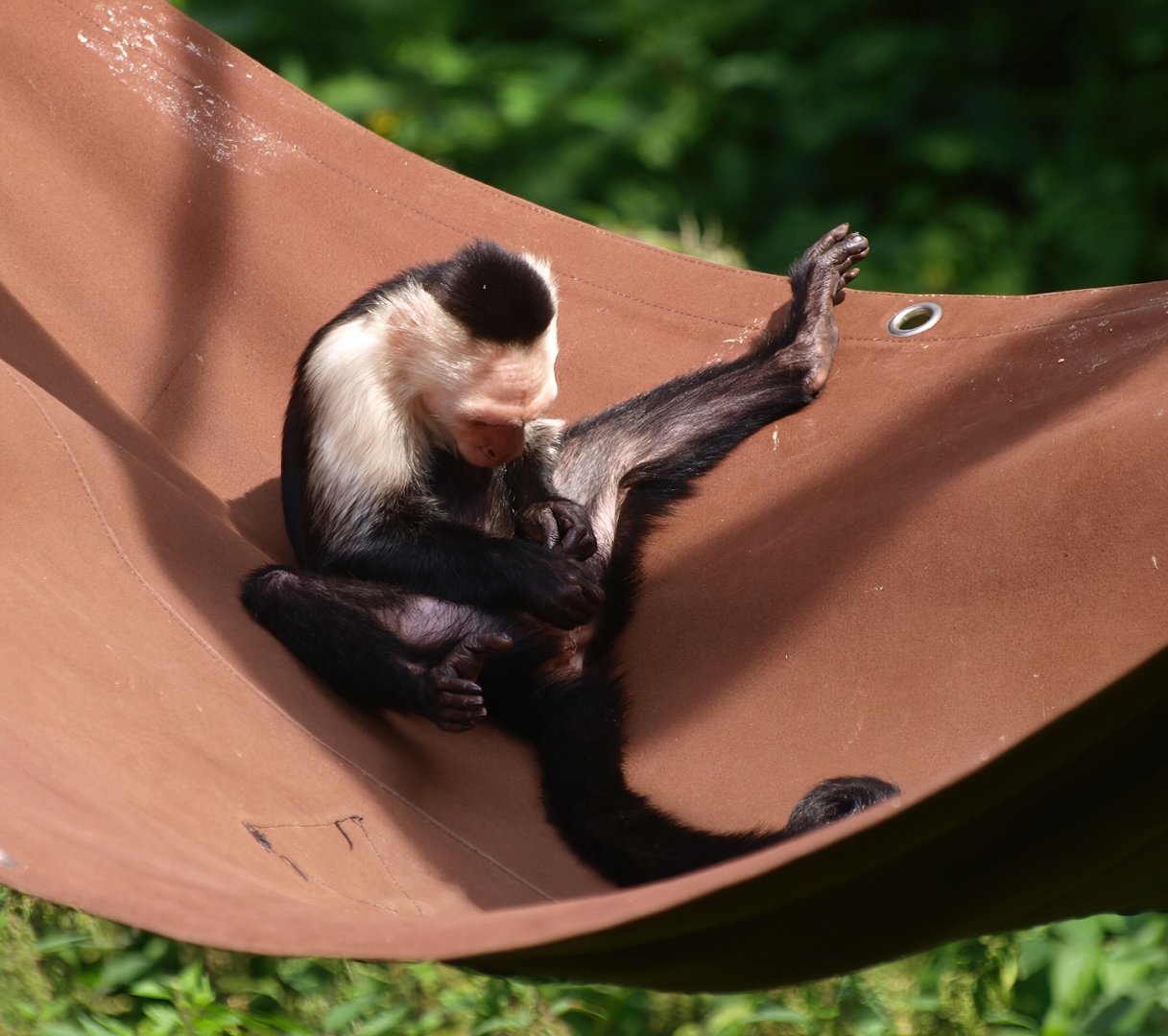 White-faced capuchin (Cebus capucinus), 2015-08-01