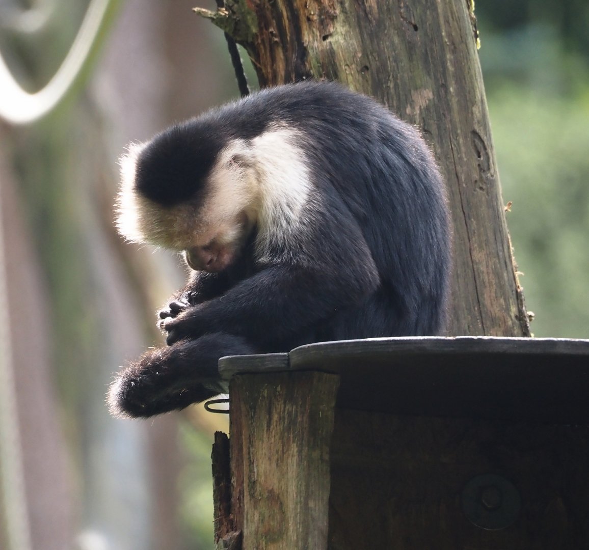 White-faced capuchin  (Cebus capucinus), 2024-08-18