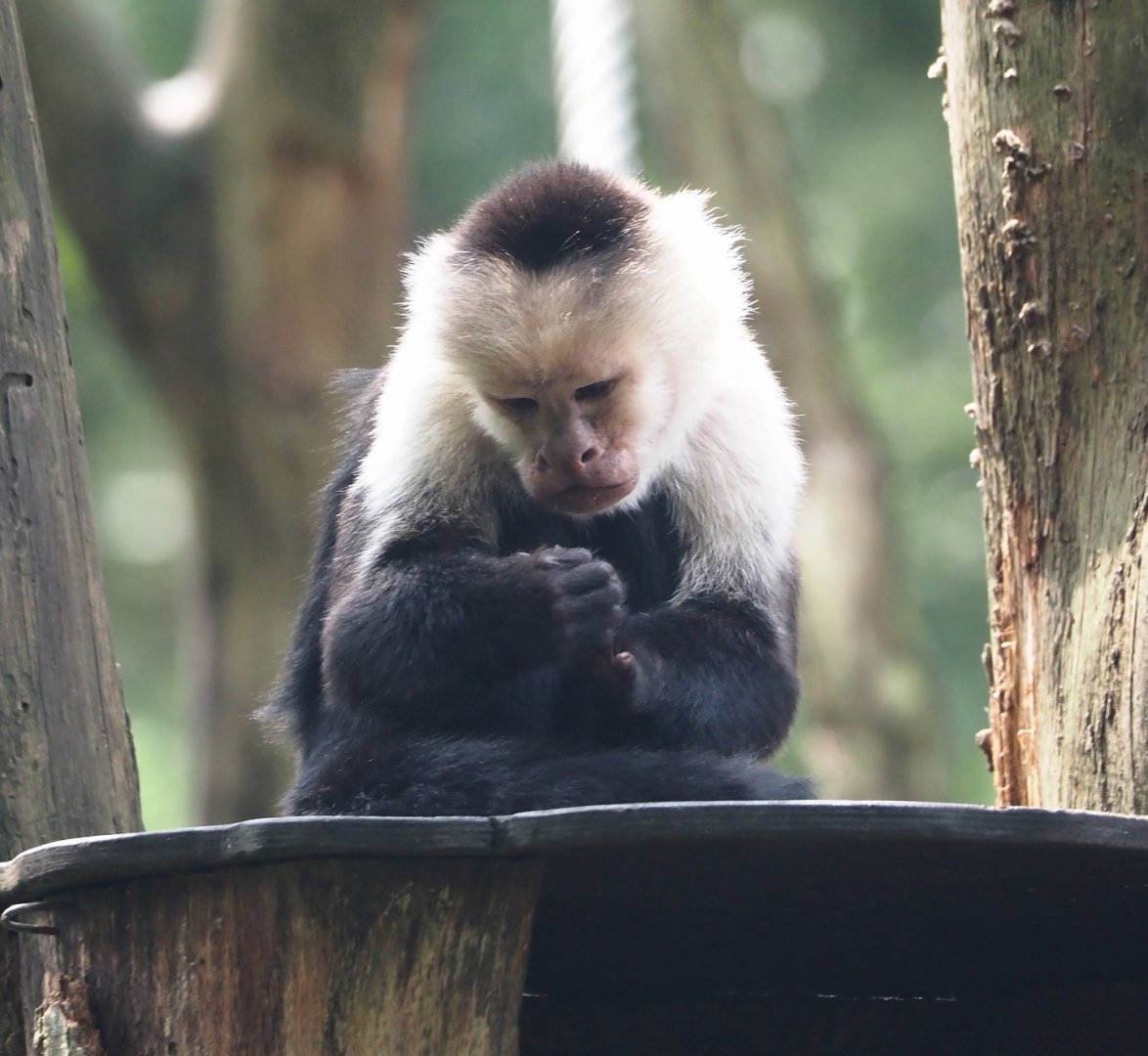 White-faced capuchin  (Cebus capucinus), 2024-08-18