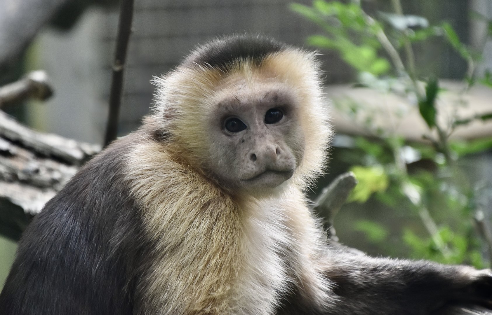 White-Faced Capuchin (Cebus capucinus sensu lato) - anyone know their origins?