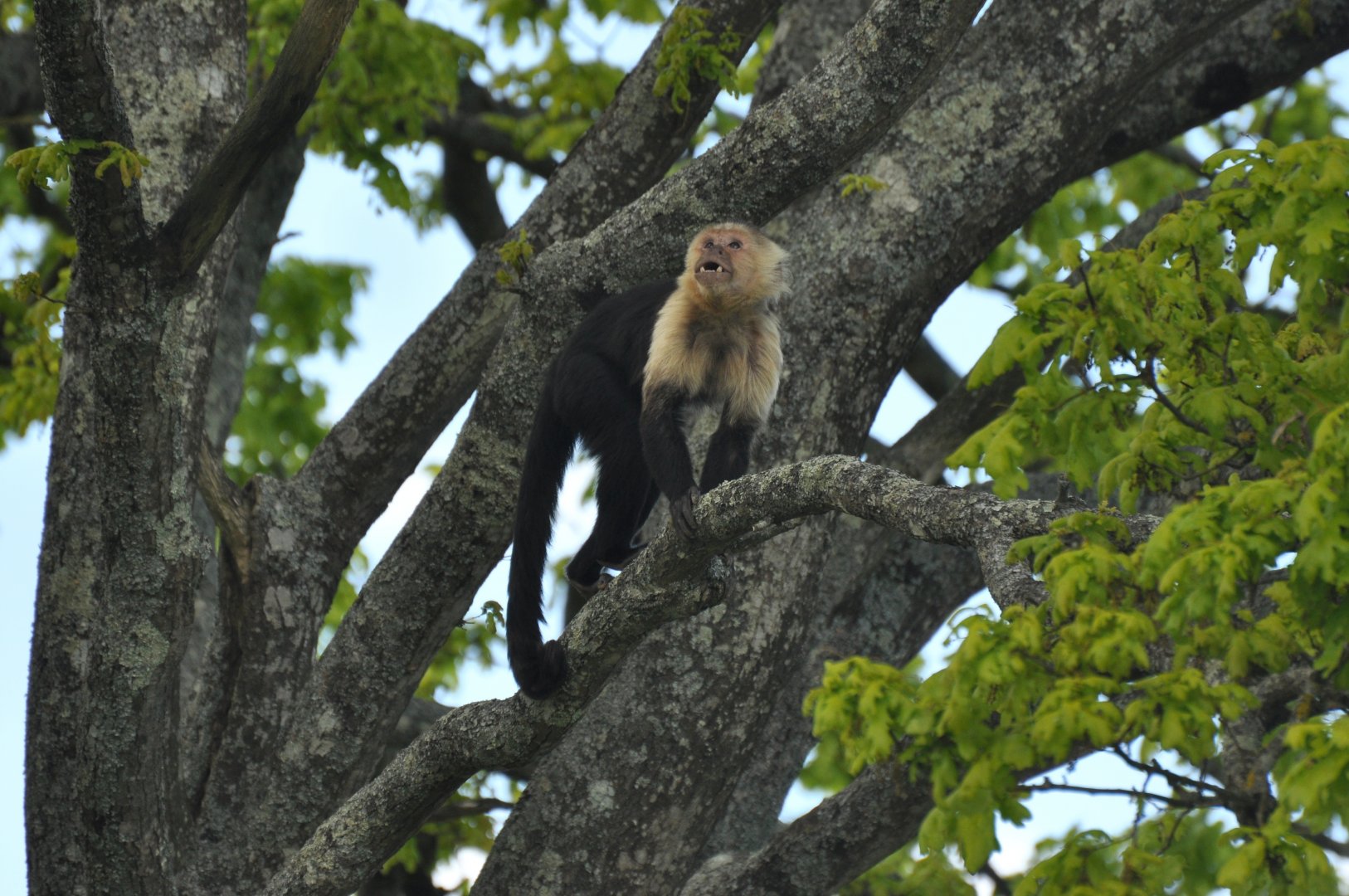 White-faced capuchin (Cebus capucinus)
