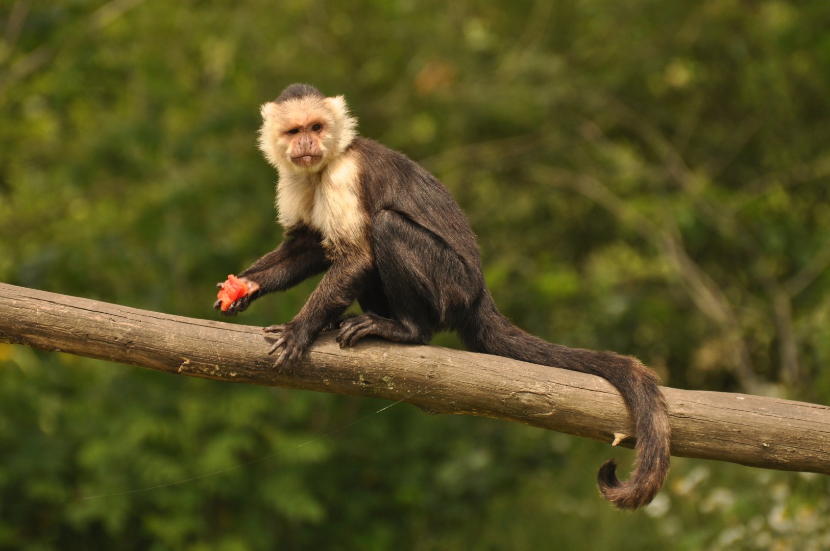 White-faced capuchin (Cebus capucinus)