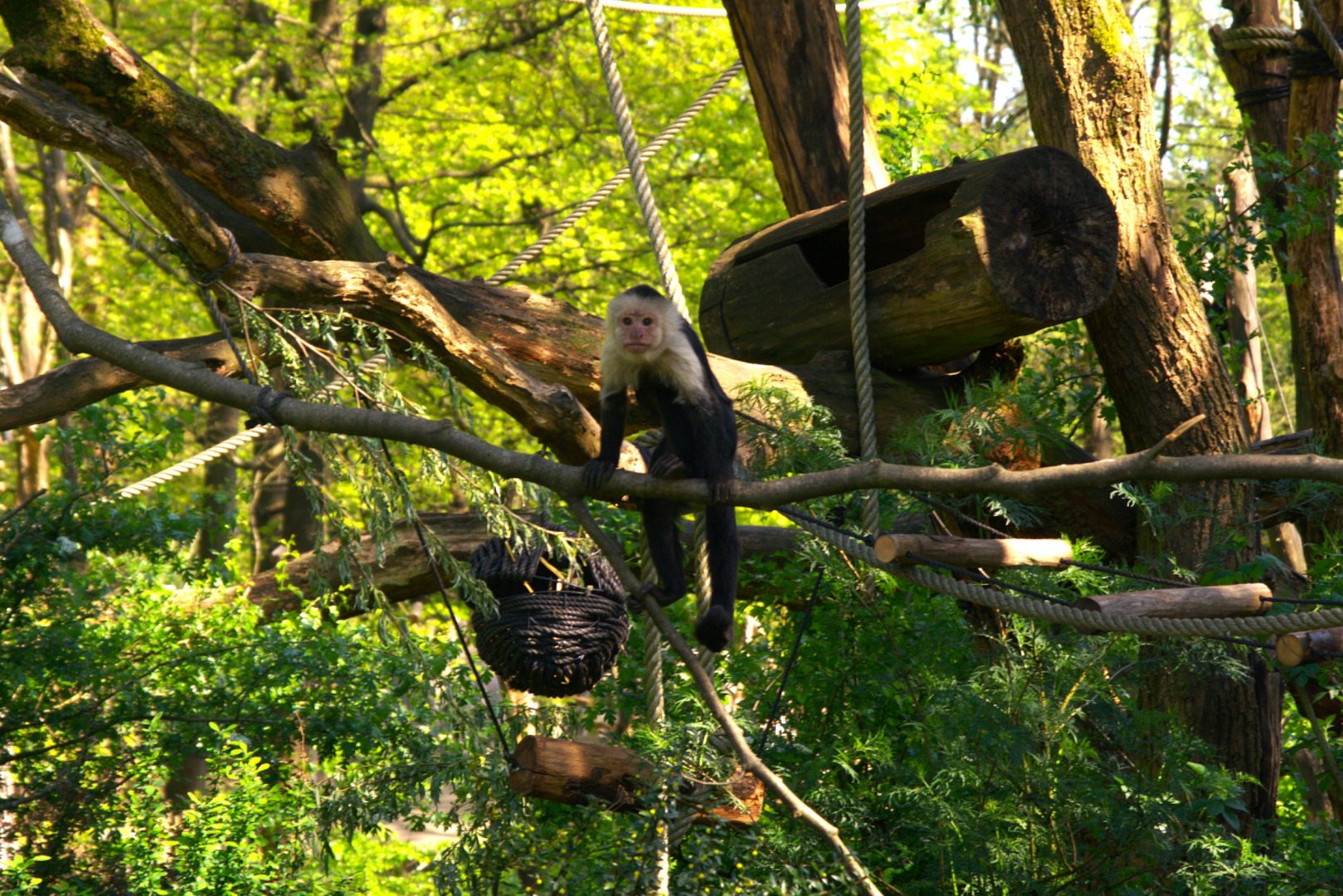 White-faced Capuchin (Cebus capucinus)