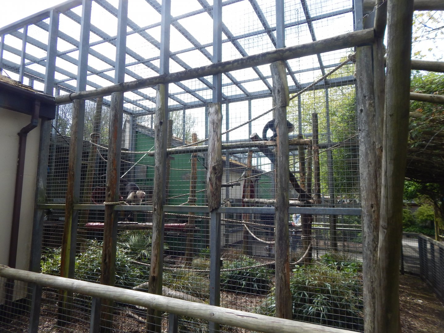 White-faced capuchin exhibit 240424