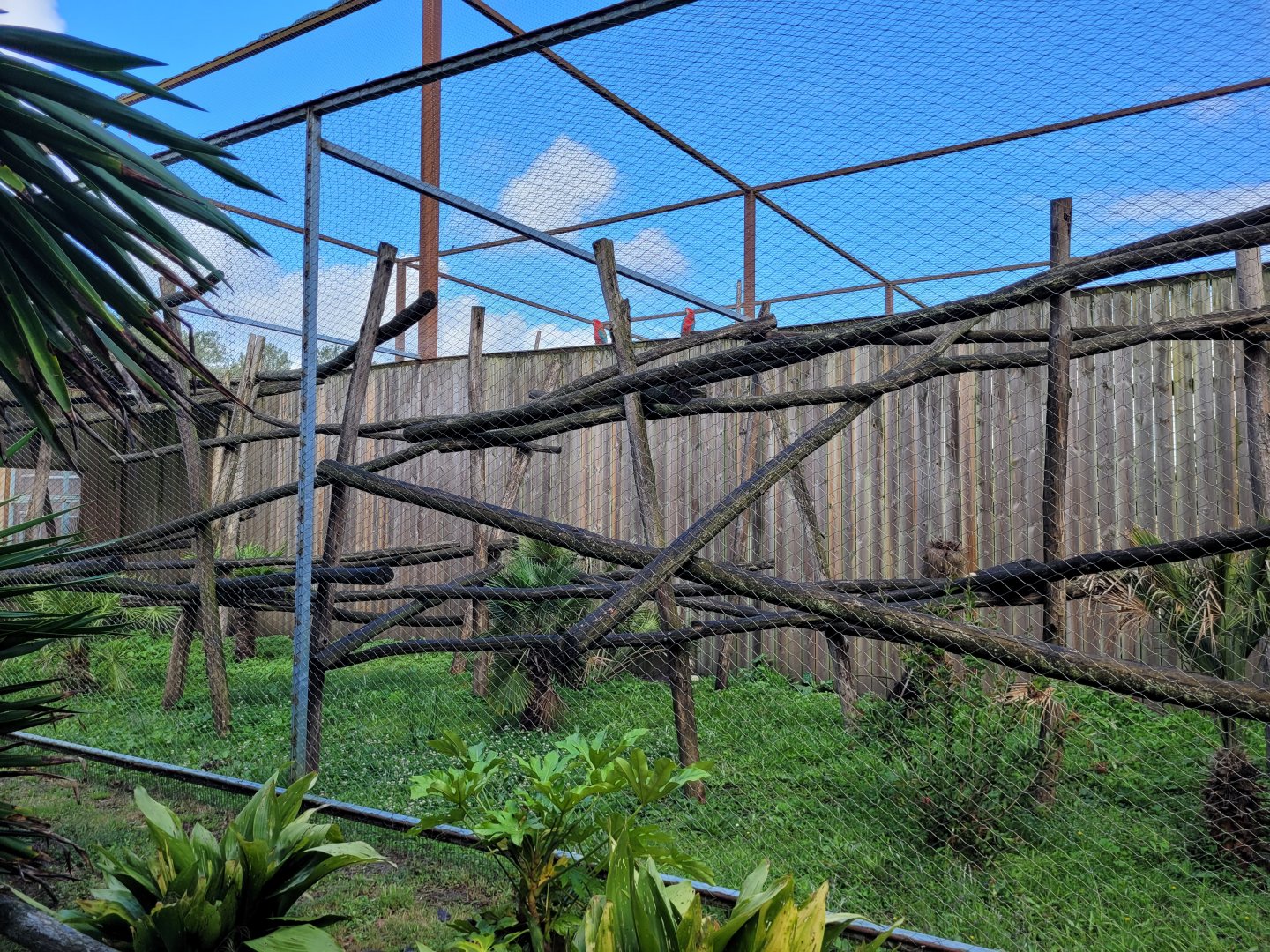 White-faced capuchin exhibit -Zoo du bassin d'Arcachon (2024)