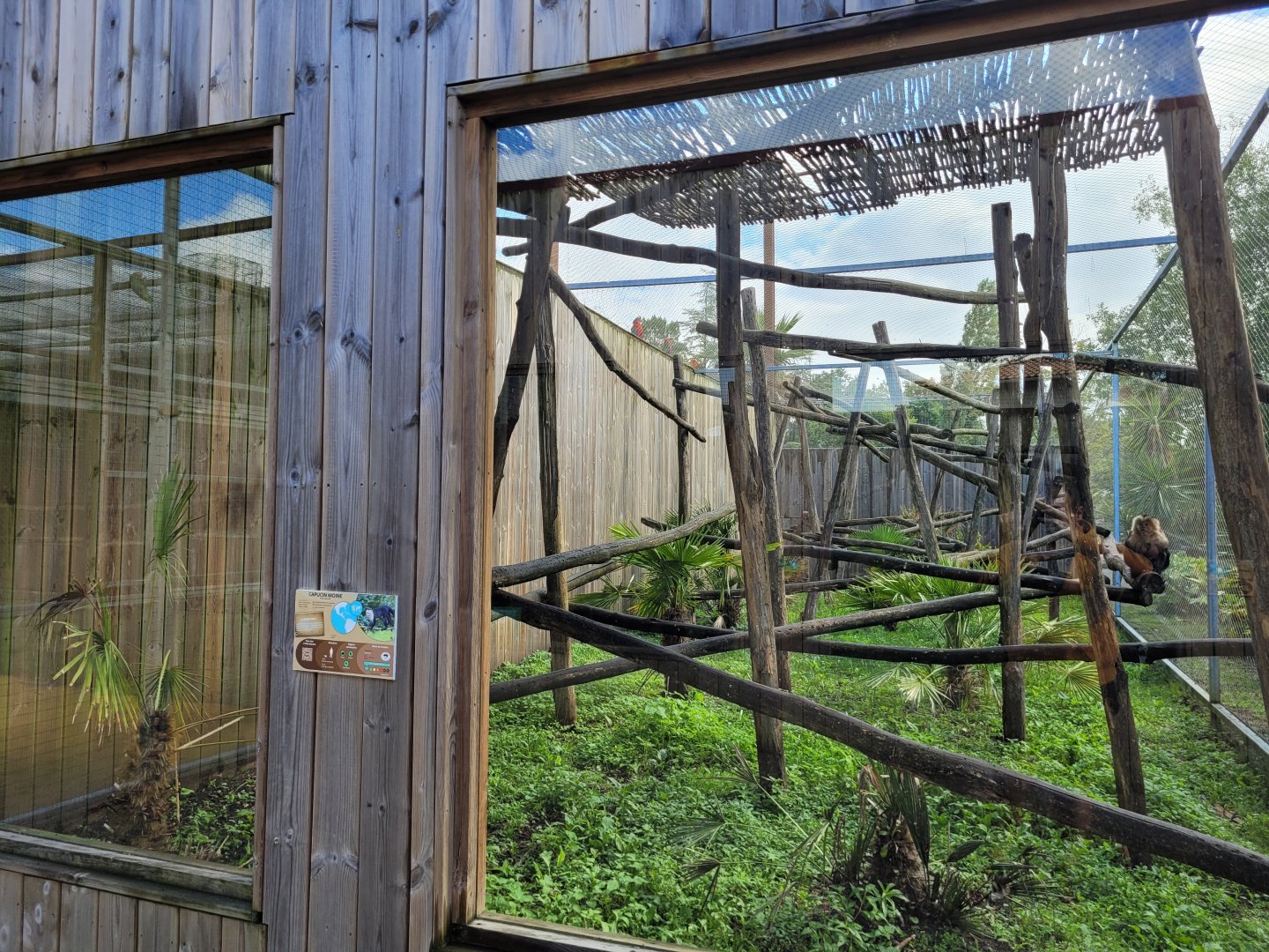 White-faced capuchin exhibit -Zoo du bassin d'Arcachon (2024)