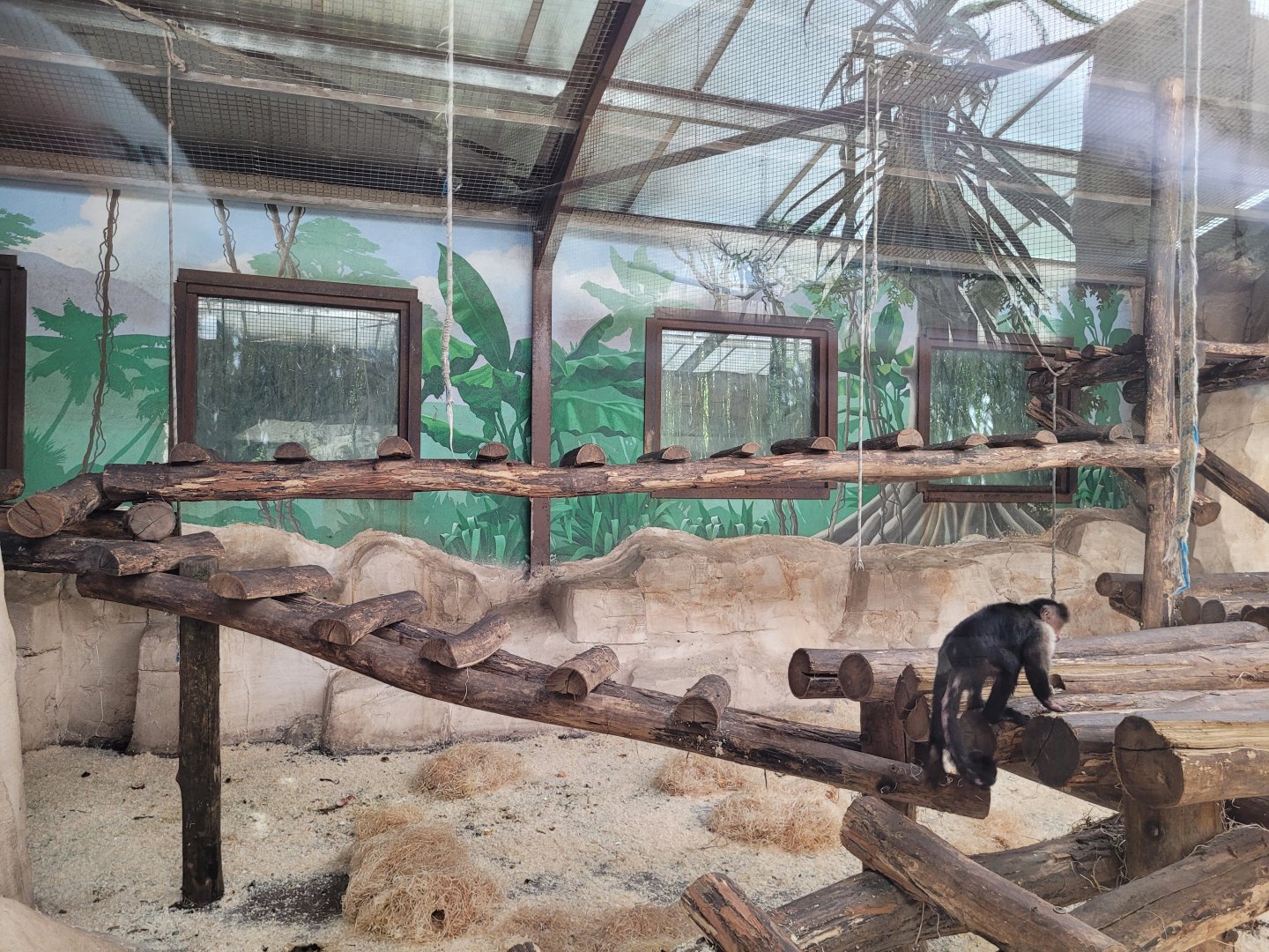 White-faced capuchin exhibit -Zoo du bassin d'Arcachon (2024)
