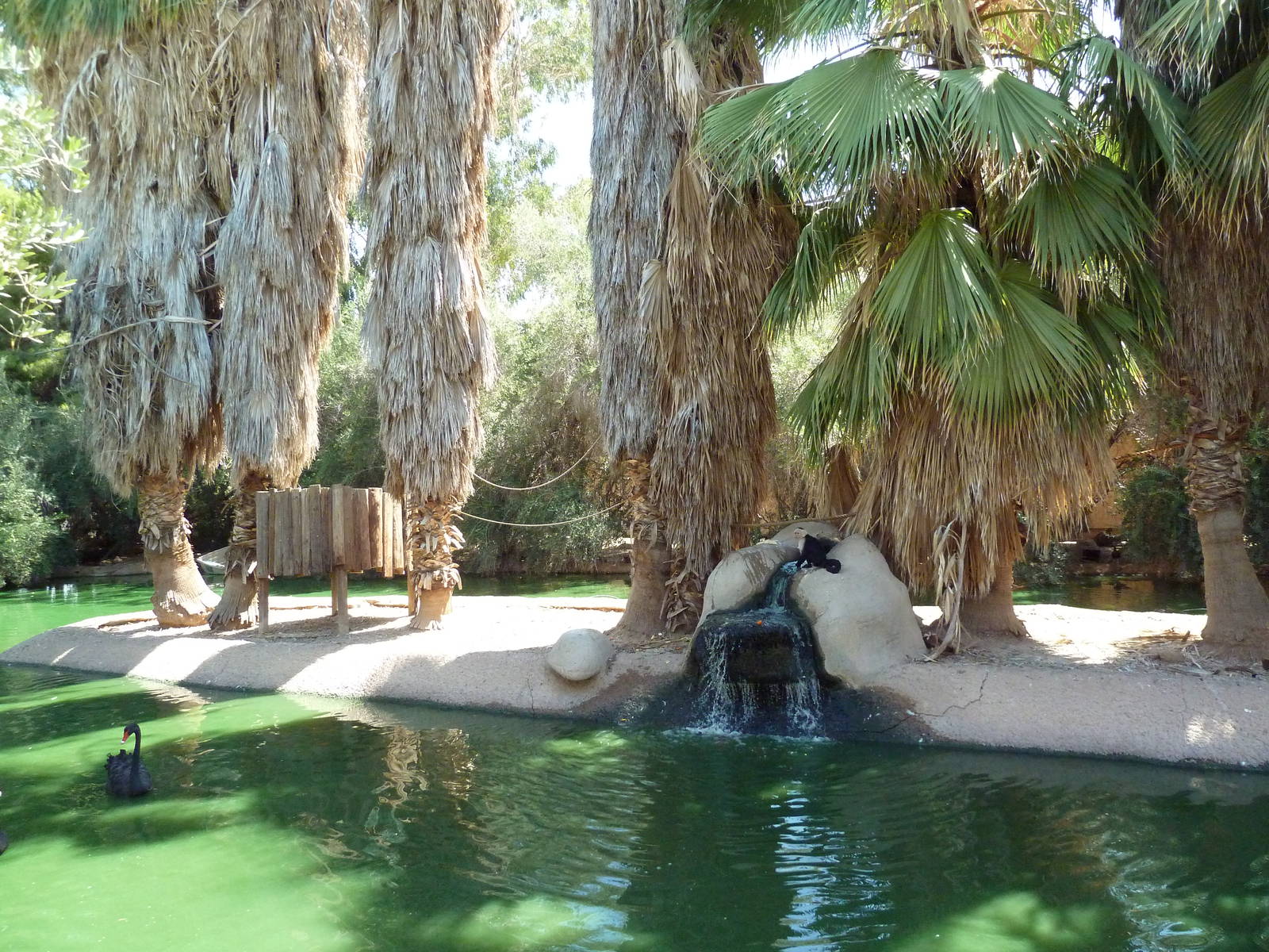 White-Faced Capuchin Exhibit