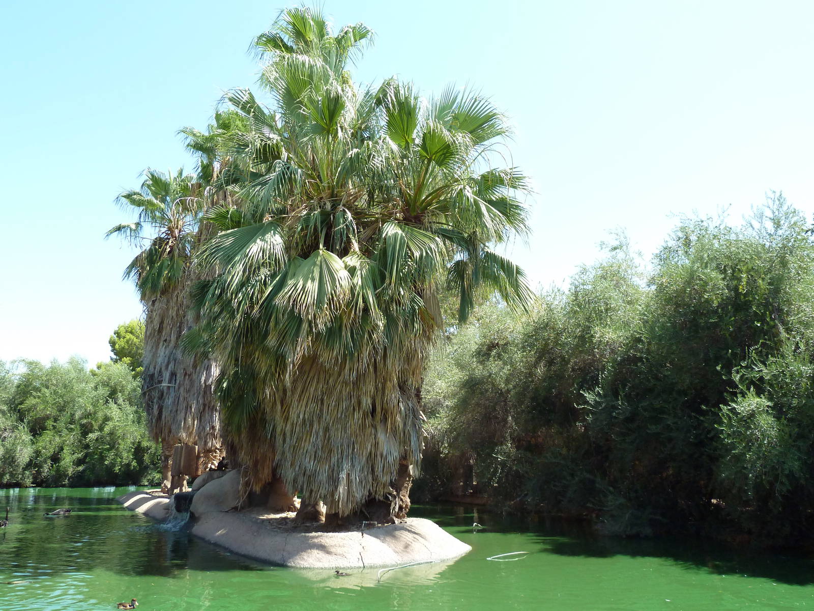White-Faced Capuchin Exhibit