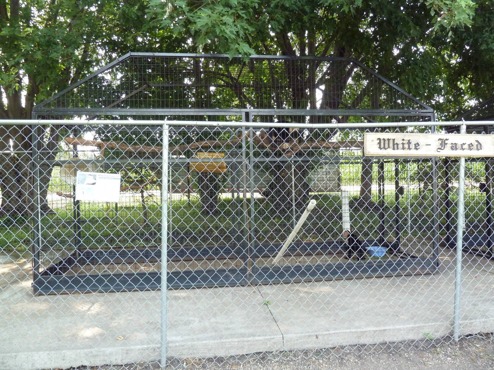 White-Faced Capuchin Exhibit