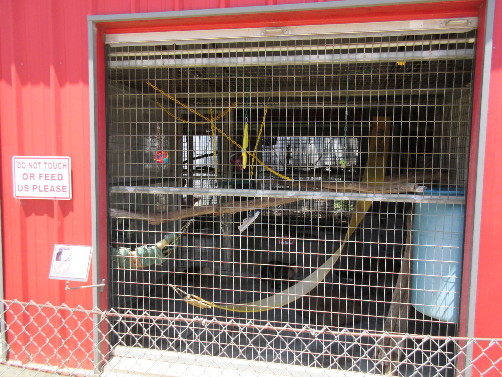 White-Faced Capuchin Exhibit