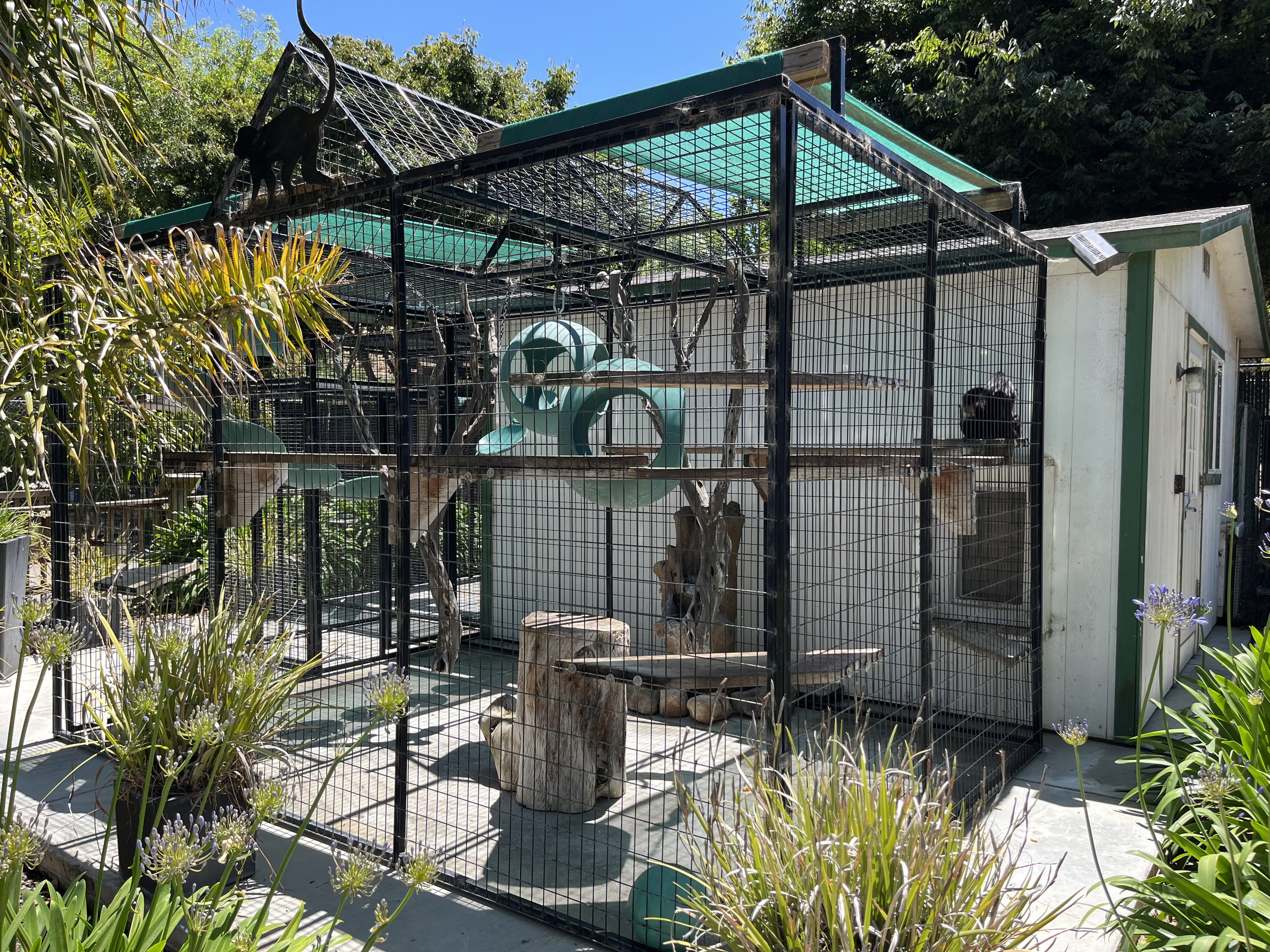 White-faced Capuchin Exhibit