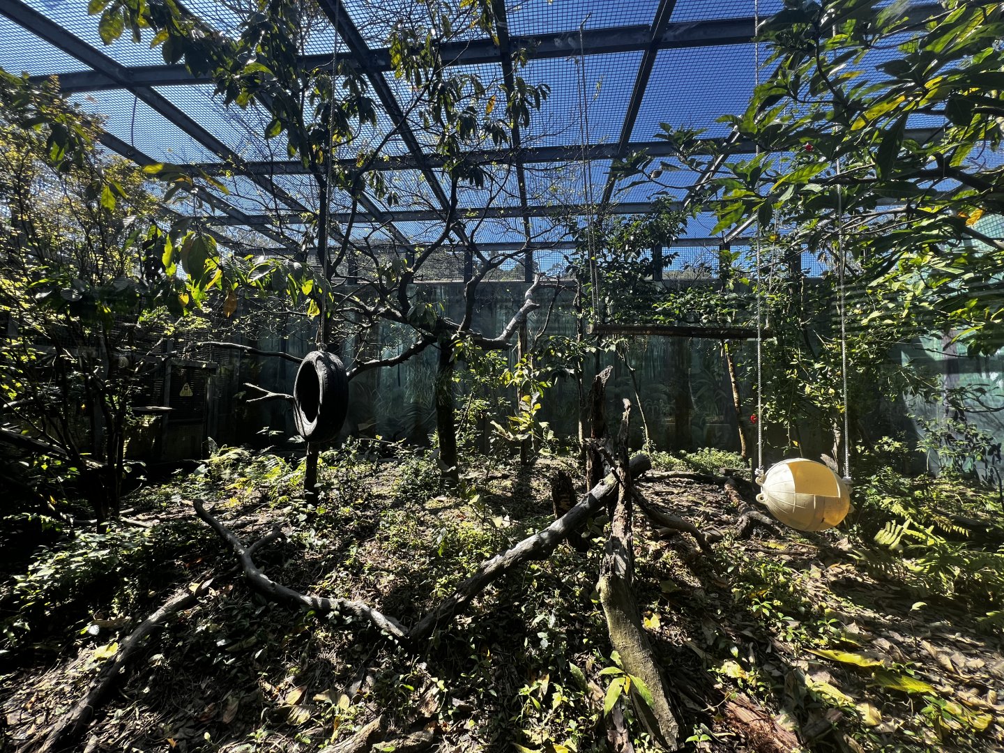 White-faced Capuchin Exhibit