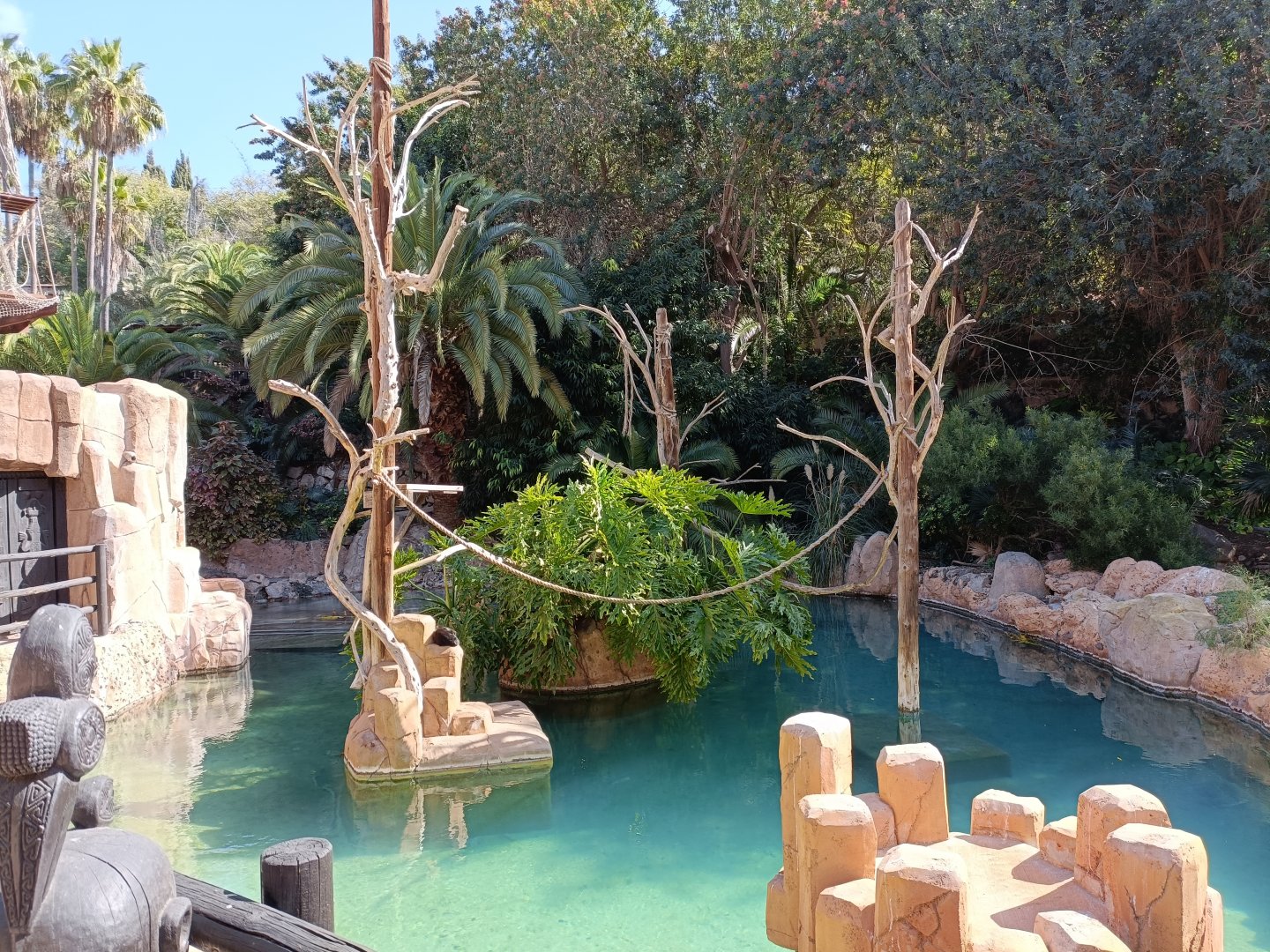 White-faced capuchin exhibit