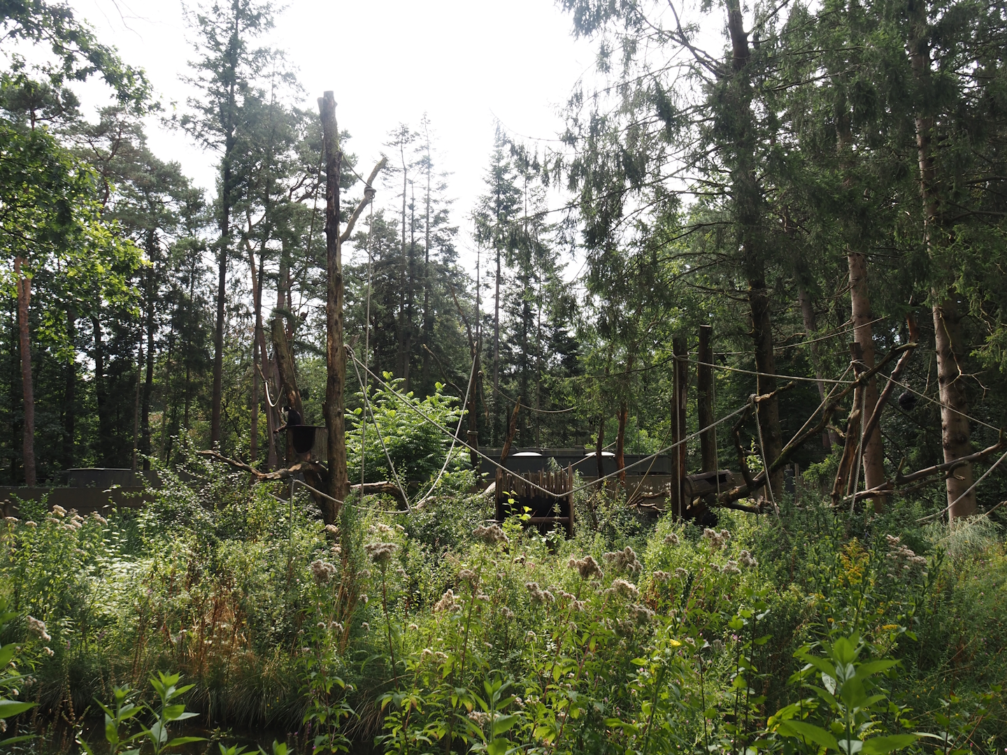 White-faced capuchin island, 2024-08-18