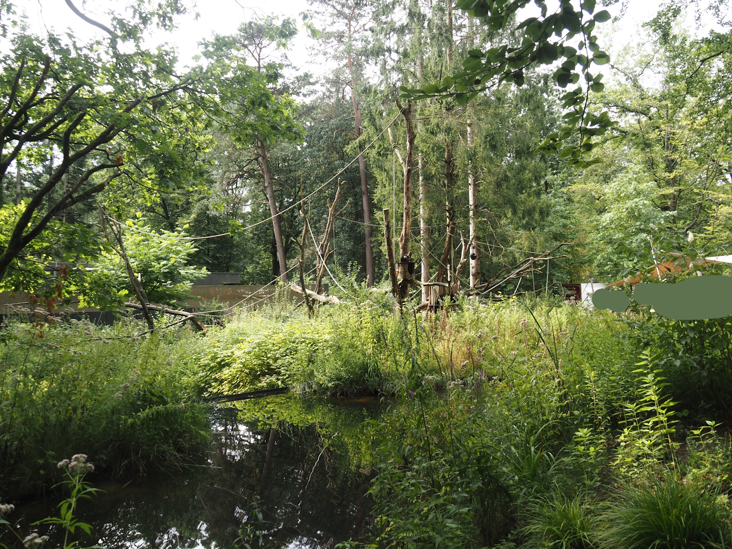 White-faced capuchin island, 2024-08-18