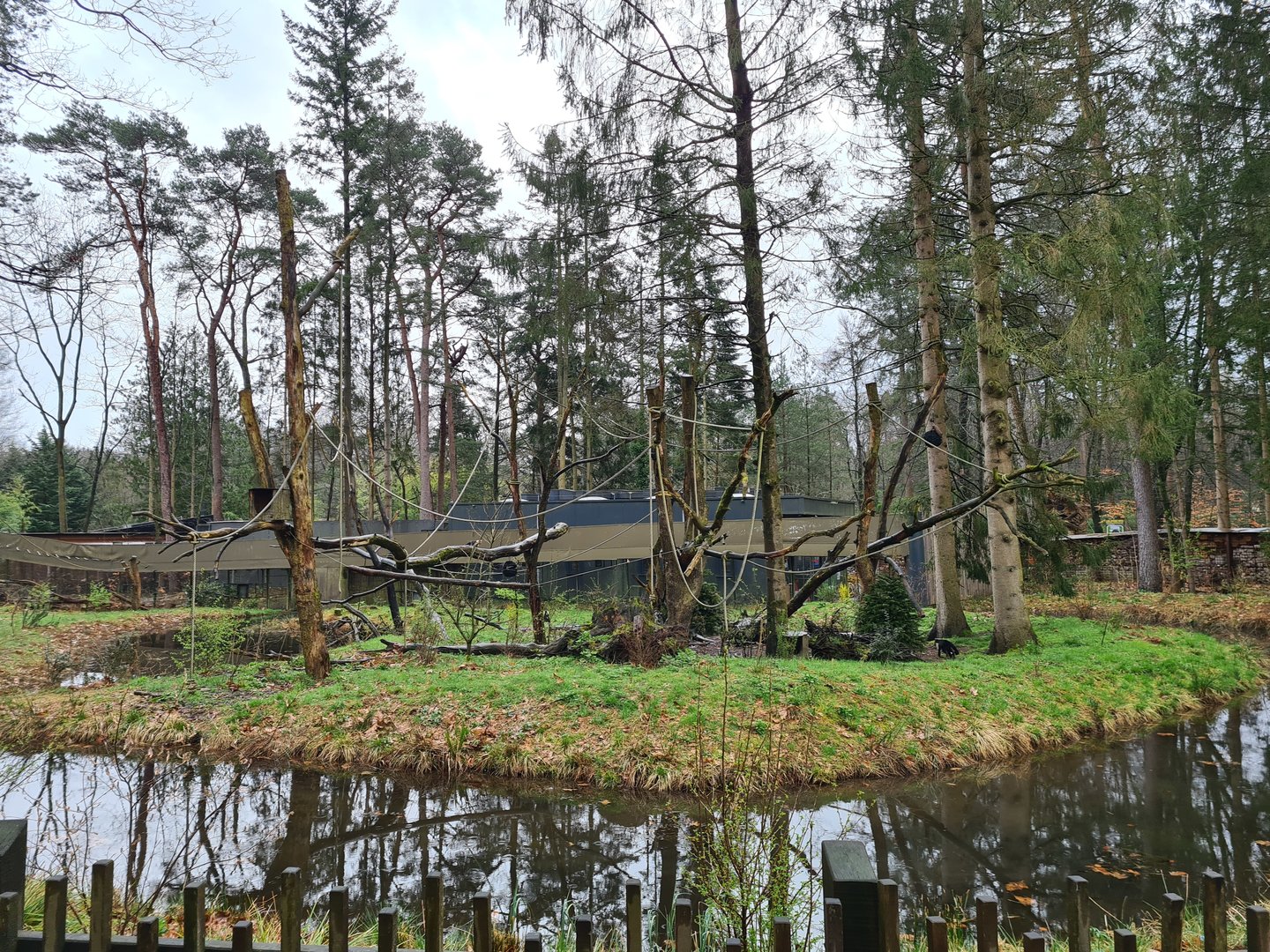 White-faced capuchin island