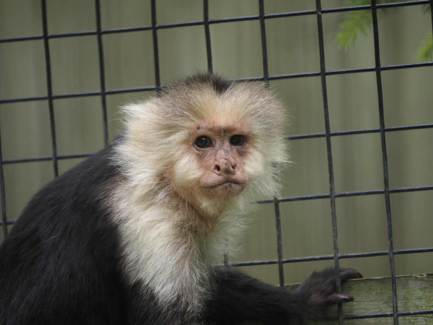 White-Faced Capuchin Monkey 1
