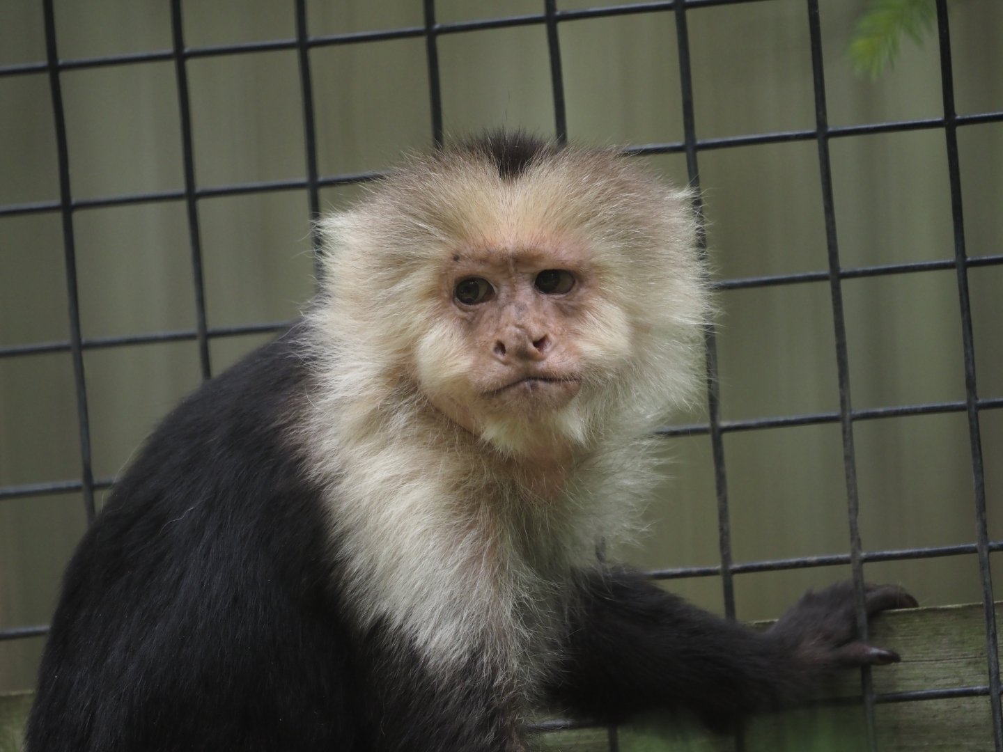 White-Faced Capuchin Monkey 2