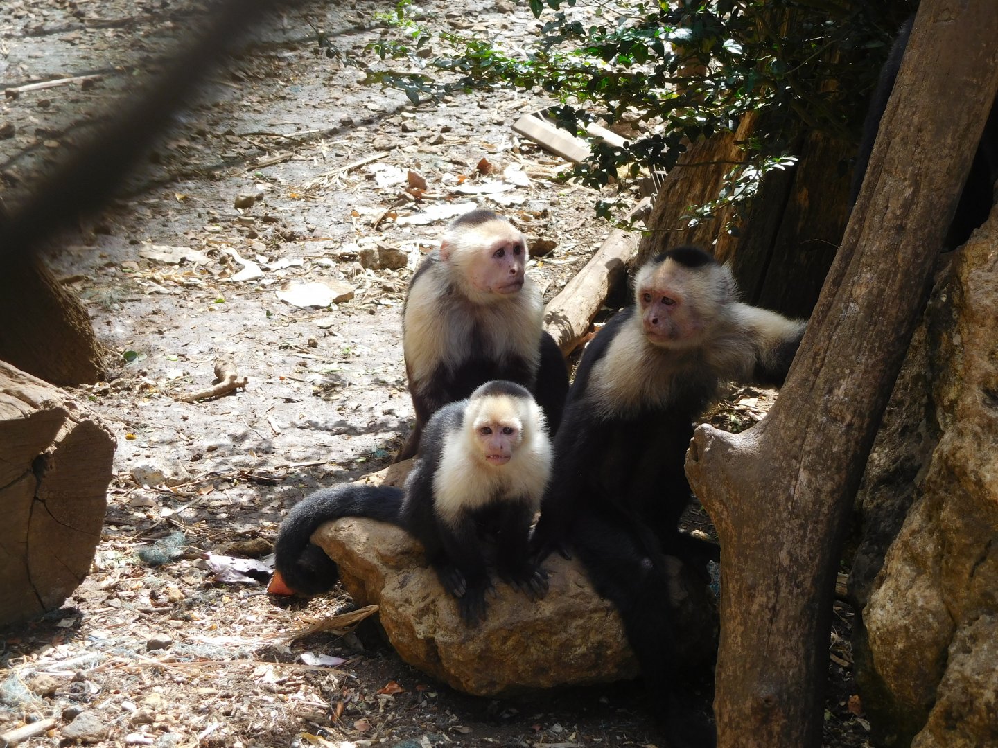 White-faced capuchin monkeys