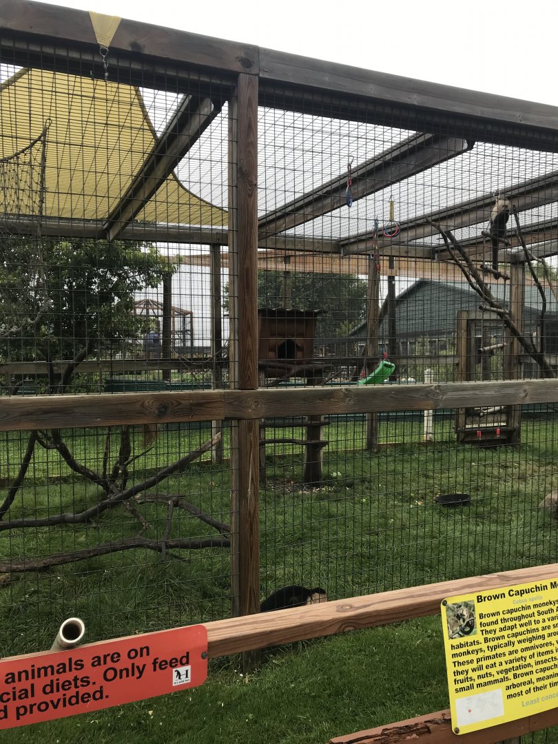 White-Faced Capuchin/Tufted Capuchin Exhibit