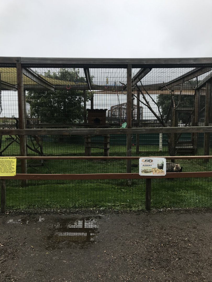 White-Faced Capuchin/Tufted Capuchin Exhibit