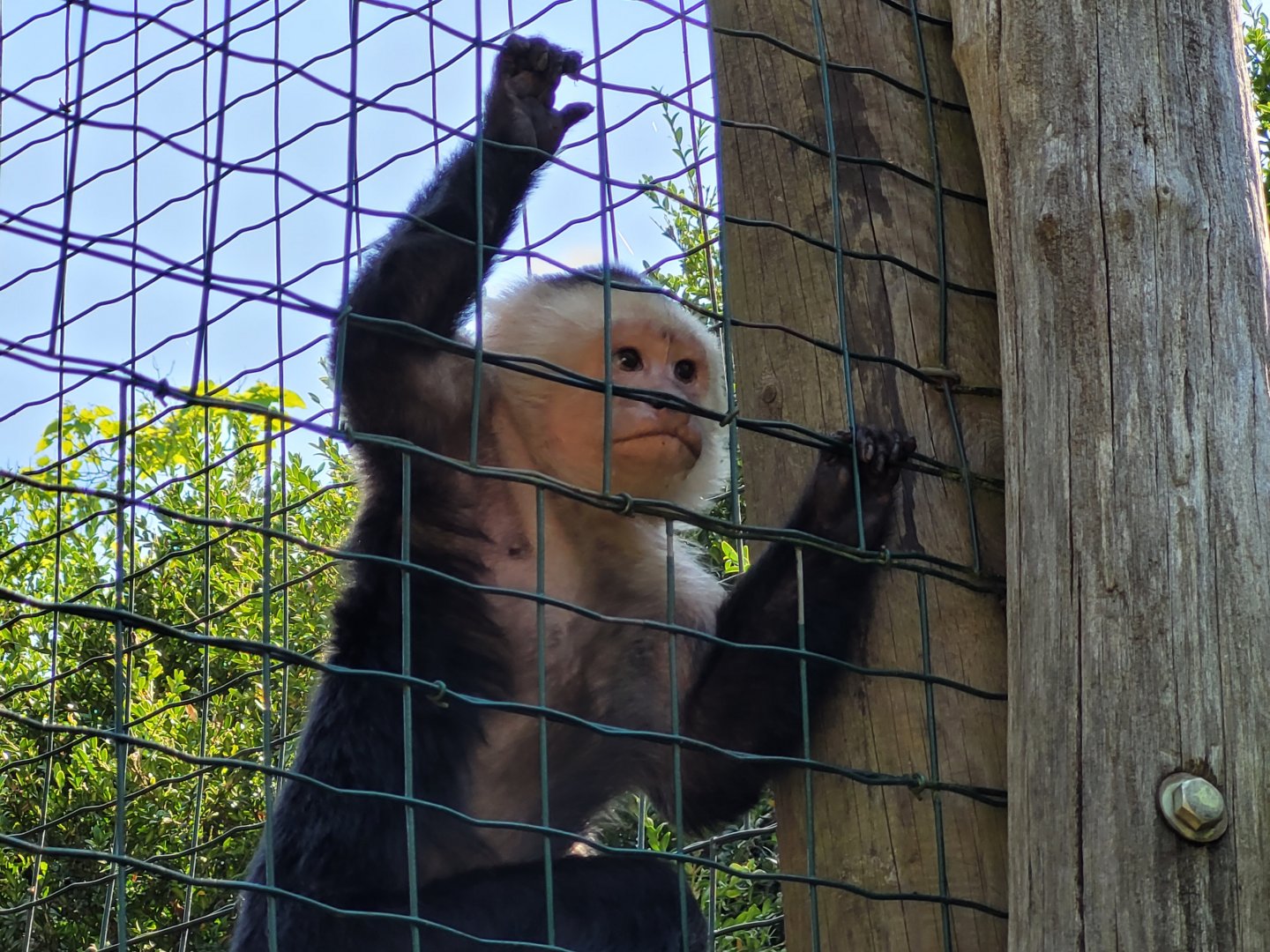 White-faced capuchin -Zoo d'Asson (2022)