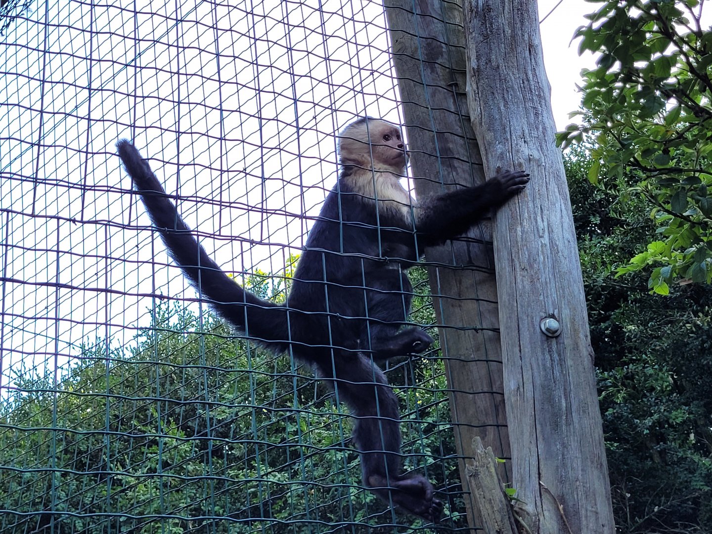 White-faced capuchin -Zoo d'Asson (2022)
