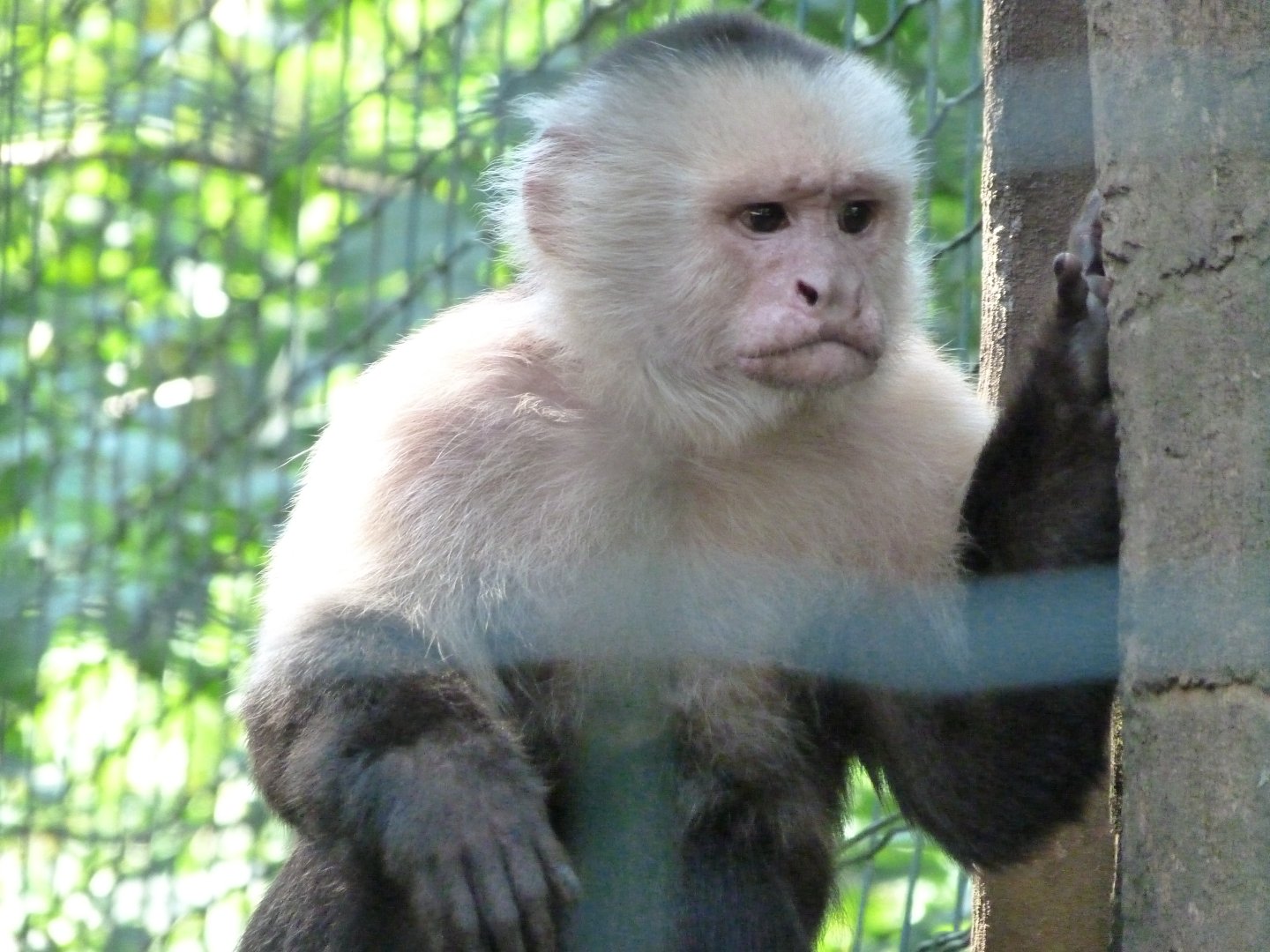 White-faced capuchin -Zoo d'Asson (2025)