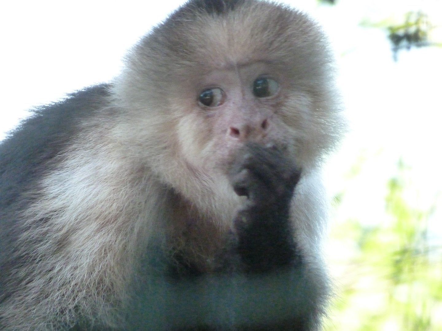 White-faced capuchin -Zoo d'Asson (2025)