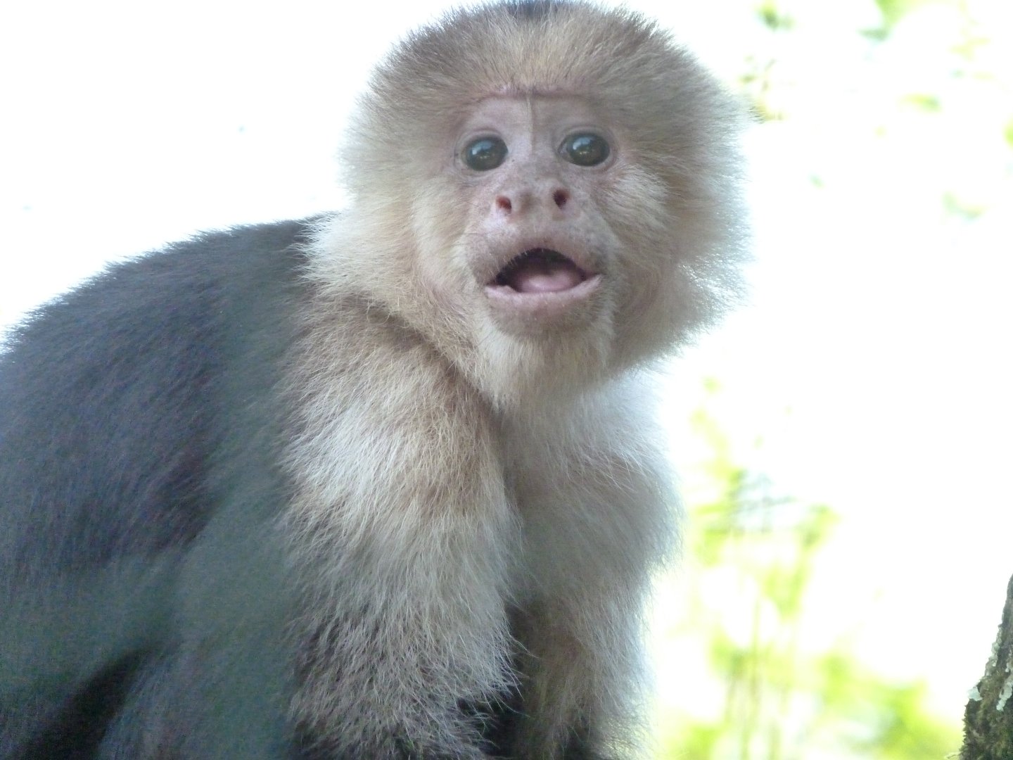 White-faced capuchin -Zoo d'Asson (2025)