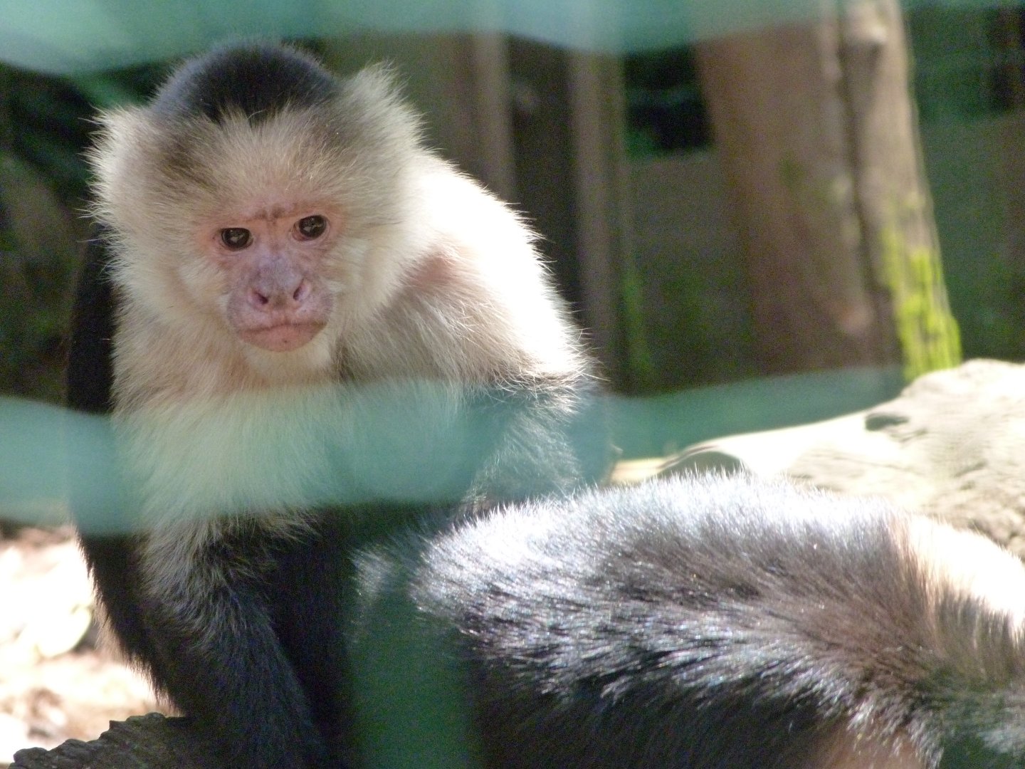 White-faced capuchin -Zoo d'Asson (2025)