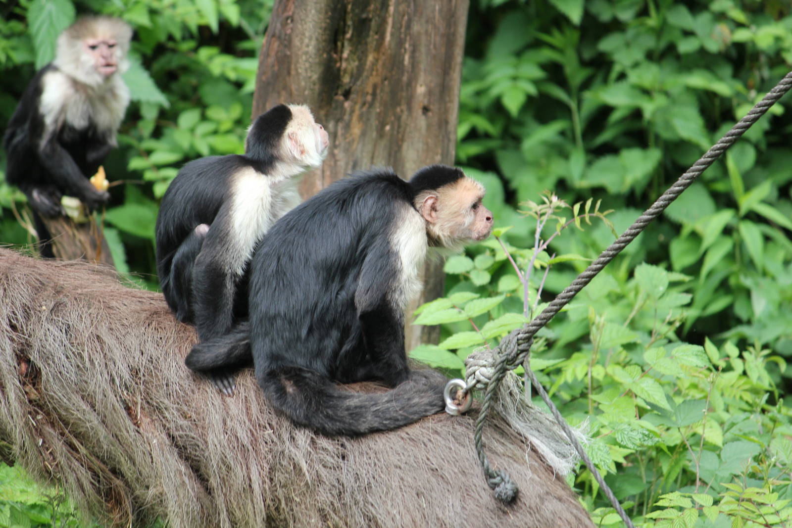 White-faced capuchin