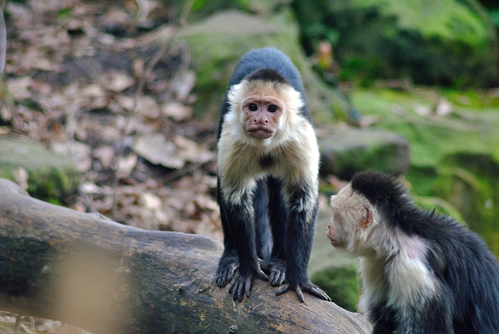 White-faced capuchin