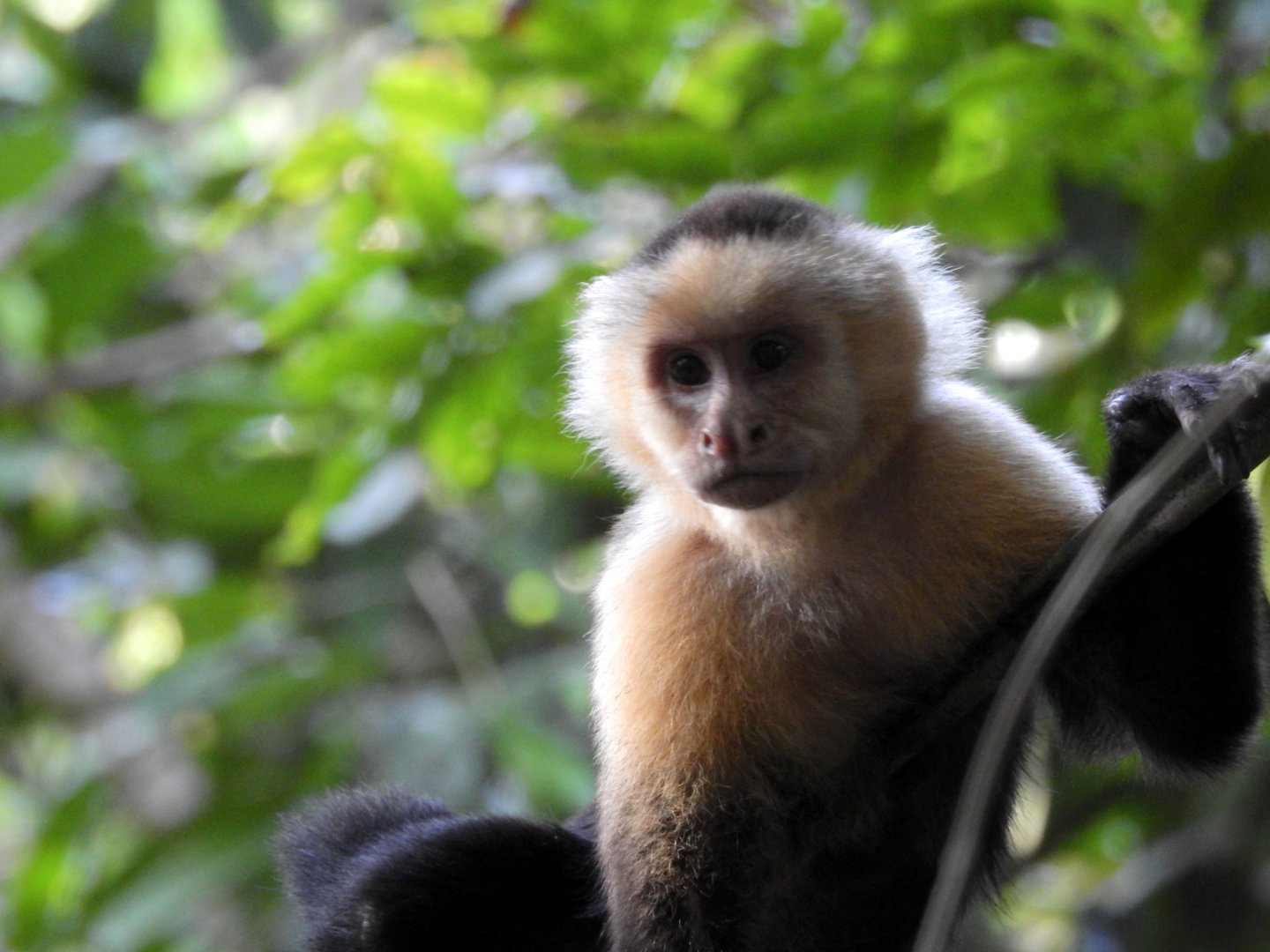 White Faced Capuchin