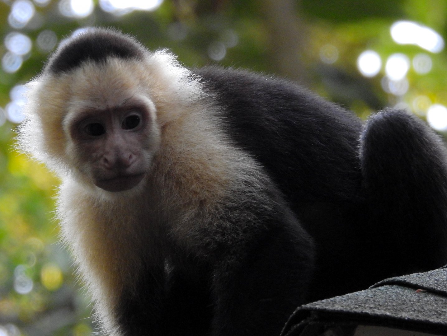 White Faced Capuchin