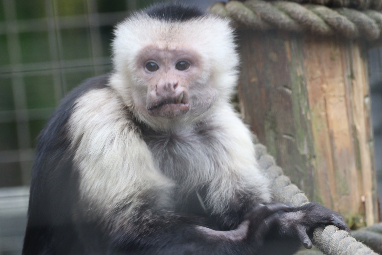 White-faced Capuchin