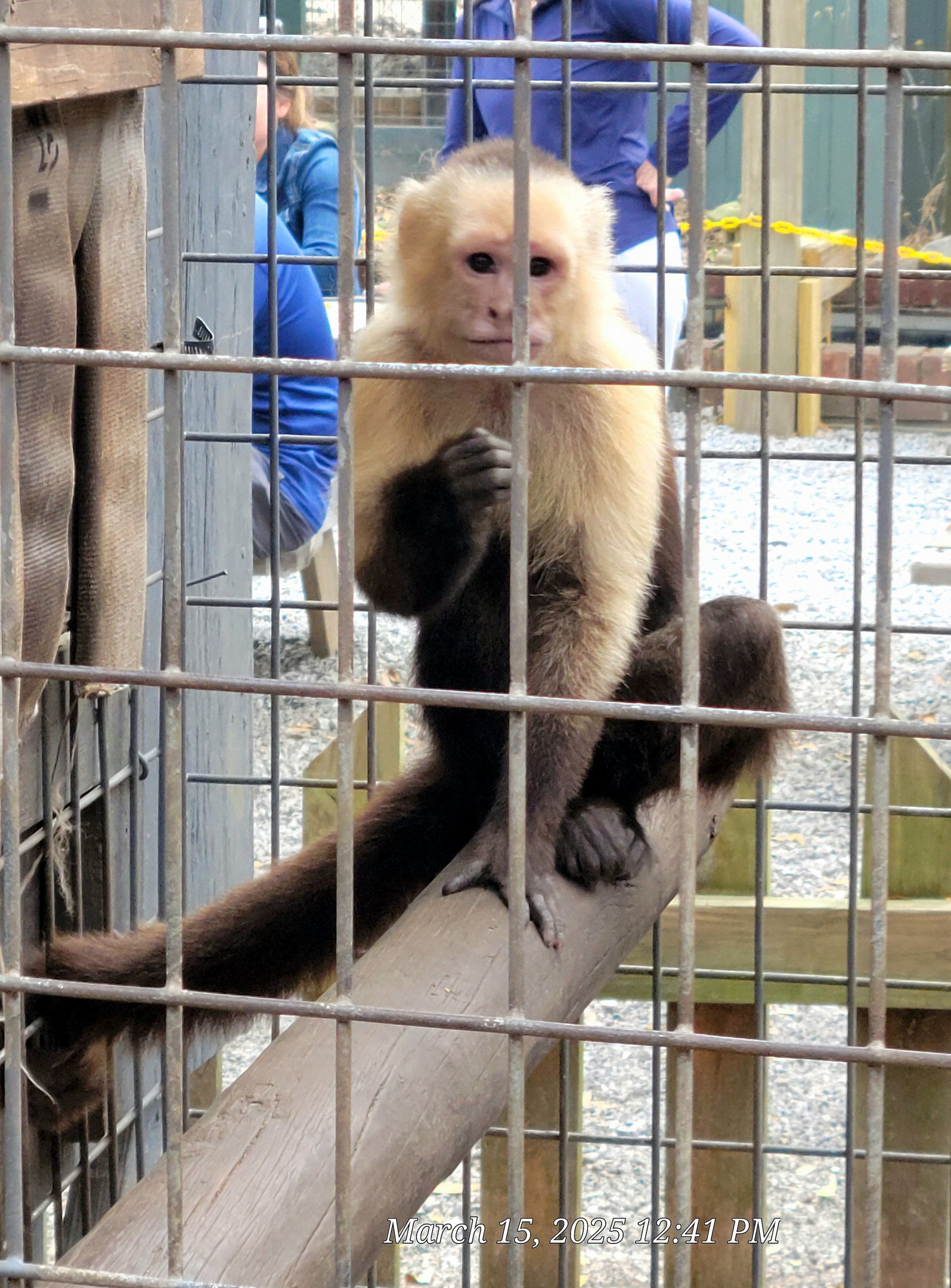 White-Faced Capuchin